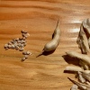 RadishSeeds01 Radish seeds and pods